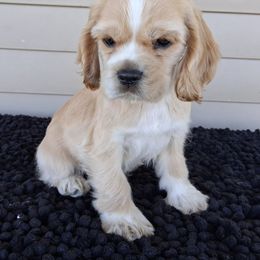 Brick - Buff male Cocker Spaniel puppy in Delphi, Indiana from Country Cockers of Indiana