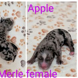 Apple - Blue merle female Australian Shepherd puppy in Squaw Valley, California from A&M Australian Shepherds