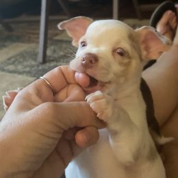 Boy 3 - Chihuahua puppy in Canton, Texas from Heavenly Chihuahua