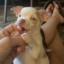 Boy 3 - Chihuahua puppy in Canton, Texas from Heavenly Chihuahua