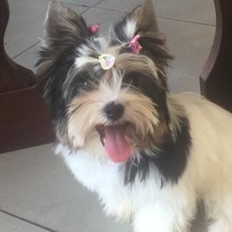 Biewer Terrier and Yorkshire Terrier Puppies from Yorkie Town California