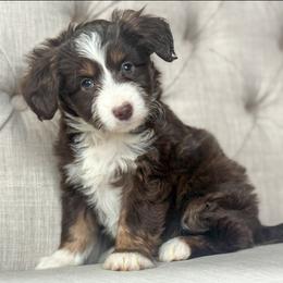 Peppermint Patty - Red tri-color female Aussiedoodle puppy in Granbury, Texas from Triple Cross Doodles