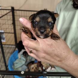Boy - Black and tan male Yorkshire Terrier puppy in Douglas, Georgia from Southern Georgia Yorkies and biewers