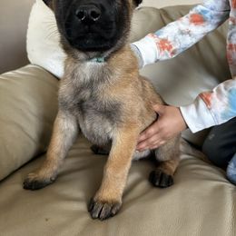 Belgian Malinois Puppies from Care 2 Protect