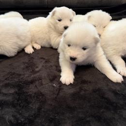 Boy 2 - White male Samoyed puppy in Glasgow, Kentucky from Bluegrass Samoyeds