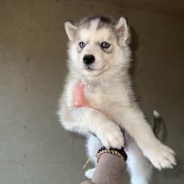 Boy 4 - Sable and white male Siberian Husky puppy in Iron River, Wisconsin from Wiemeri Siberians