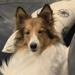 Jax - Shetland Sheepdog