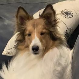 Jax - Shetland Sheepdog