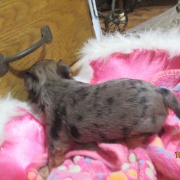 Yorkshire Terrier Puppies from Grandma's Yorkie Cottage