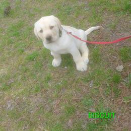 Biscuit (Green Collar) - Yellow male Labrador Retriever puppy in Prince George, Virginia from Kingdom Kenelz Labradors