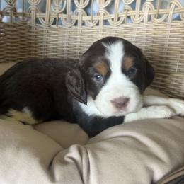 Aspen - Liver white and tan female English Springer Spaniel puppy in Palmdale, California from Legacy