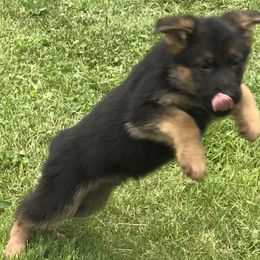 German Shepherd Puppies from von Wolfstal German Shepherds