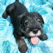 Standard Schnauzer Puppies from Steadfast Standard Schnauzers