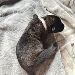 Pink - Brindle female Belgian Malinois puppy in Constantia, New York from Creek Corners