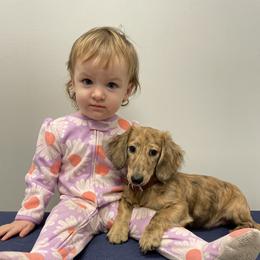 Dachshund Puppies from M.H.P Dachshunds