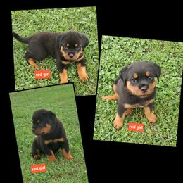 Girl 3 - Black and mahogany female Rottweiler puppy in De Witt, Iowa from Irish Eyes Kennels