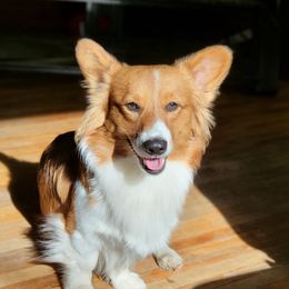 Panda - Pembroke Welsh Corgi