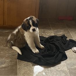 Saint Bernard All Grown Up from BnC Breeders