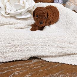 Hazel - Red  female Poodle puppy in Midway City, California from Rapture Red Poodles