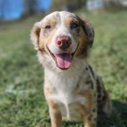 Fauna - Miniature Australian Shepherd