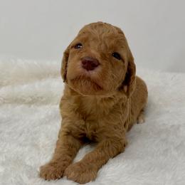 Copper - Red  male Goldendoodle puppy in Calhoun, Georgia from FamilyLoved Doodles
