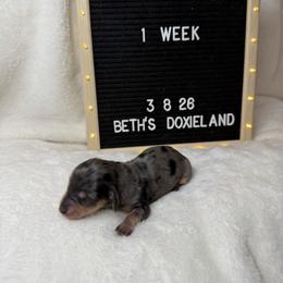 Mia - Dapple female Dachshund puppy in Dickinson, Texas from Beth’s Doxieland