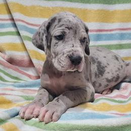 Nova Blue Merle - Merle female Great Dane puppy in Kannapolis, North Carolina from Carolina Great Danes & Toy Poodles