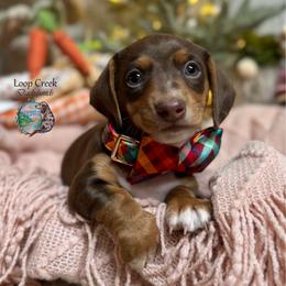 Bosco - Chocolate and tan male Dachshund puppy in Fayetteville, West Virginia from Loop Creek Dachshunds