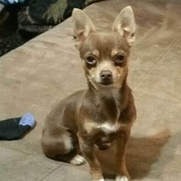 Mork - Chihuahua