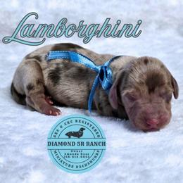 LAMBORGHINI - Dapple male Dachshund puppy in Columbia, Louisiana from Diamond 5R Ranch AKC & CKC Miniature Dachshunds