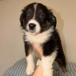 Jack - Black tri-color male Australian Shepherd puppy in Anniston, Alabama from All Hale Aussies