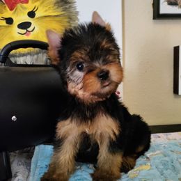 Yorkshire Terrier Puppies from Twilights Yorkies FL