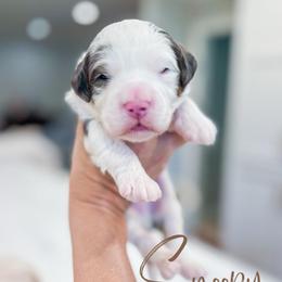 Snoopy - Blue merle male Bernedoodle puppy in Sulphur, Louisiana from Curly Q’s Of Carlyss