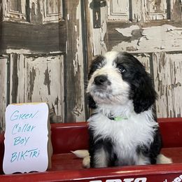 Boy 2 - Aussiedoodle puppy from Silvercreek Aussies and doodles