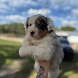 Lola - Blue merle female Australian Shepherd puppy in Orlando, Florida from Skaky Shepherds