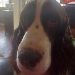 Tatum Creeks Tuckered Out Troubadour - English Springer Spaniel