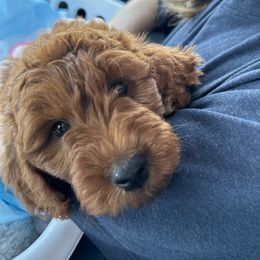 Goldendoodle Puppies from Poshpaw Goldendoodles