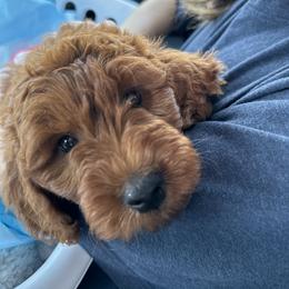 Goldendoodle Puppies from Poshpaw Goldendoodles
