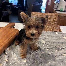 Tucker (click pic) - Parti male Yorkshire Terrier puppy in Kingston, Oklahoma from Lake Life