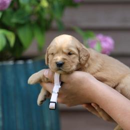 Marjoram - Golden female Golden Retriever puppy in Payette, Idaho from Stonewick Retrievers