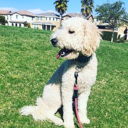 Poe - Goldendoodle