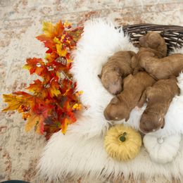 Goldendoodle, Irish Doodle, Labradoodle, and Poodle Puppies from Desert Doodles