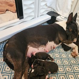 Kermit - Black tan and white male Miniature Bull Terrier puppy in Hollywood, Florida from Mini Bull Lane