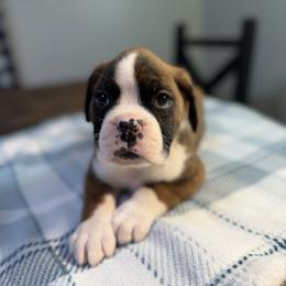 Boy 3 - Brindle male Boxer puppy in Prestonsburg, Kentucky from Bre’s Boxers
