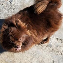Mocha - Pomeranian