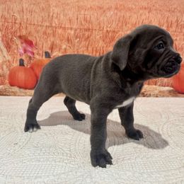 ODETTE - Gray female Cane Corso puppy in Loogootee, Indiana from Walnut Creek Cane Corso