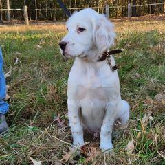 Puppy 5 tan gold collar - White male Llewellin Setter puppy in North Dinwiddie, Virginia from Pups Furever