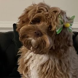 Cavapoos, Cockapoos, Cocker Spaniels, Goldendoodles, Golden Retrievers, and Shihpoos from Hunting Creek Farm & Kennel