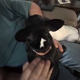 French Bulldog All Grown Up from Pipsters of North Carolina