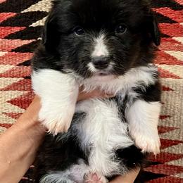 Loretta - Black and white female American Corgi puppy in Tome, New Mexico from Blue Diamond Welsh corgis